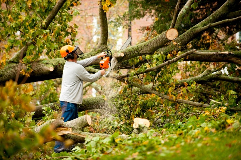 Tree Trimming